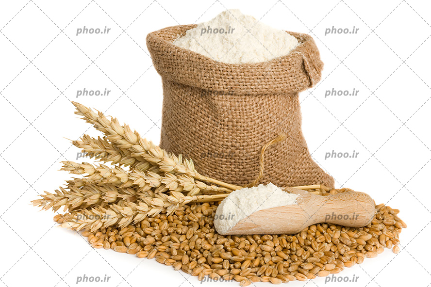 عکس با کیفیت کیسه برنج و خوشه های گندم بر روی گندوم های ریخته شده روی زمین