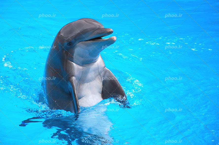 عکس با کیفیت دلفین بازی گوش و زیبا دراستخر بزرگ در حال شنا کردن
