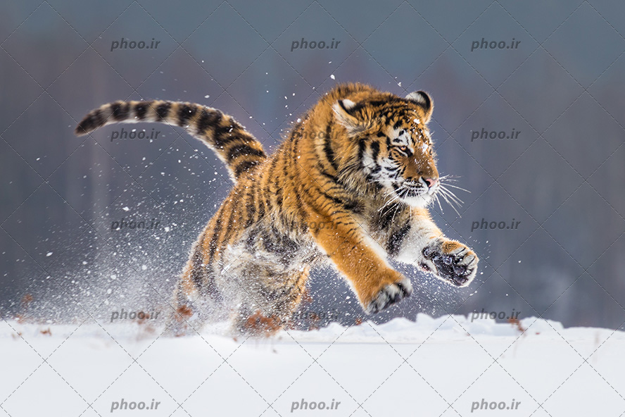 عکس با کیفیت ببر زیبا در حال گرفتن شکار خود از زیر برف ها