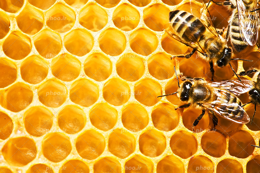 عکس با کیفیت زنبود عسل بر روی موم عسل از نمای نزدیک