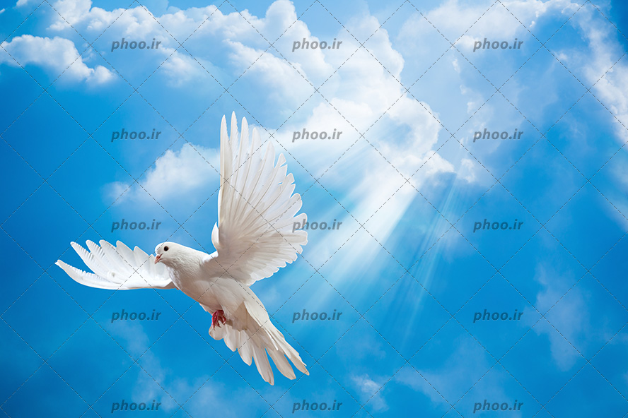 عکس با کیفیت پرنده ی سفید در حال پرواز در آسمان آبی