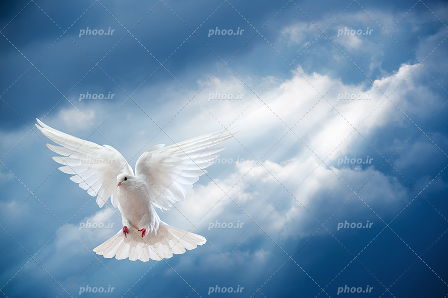 عکس با کیفیت کبوتر سفید با بال های باز در حال پرواز در آسمان آبی و ابری