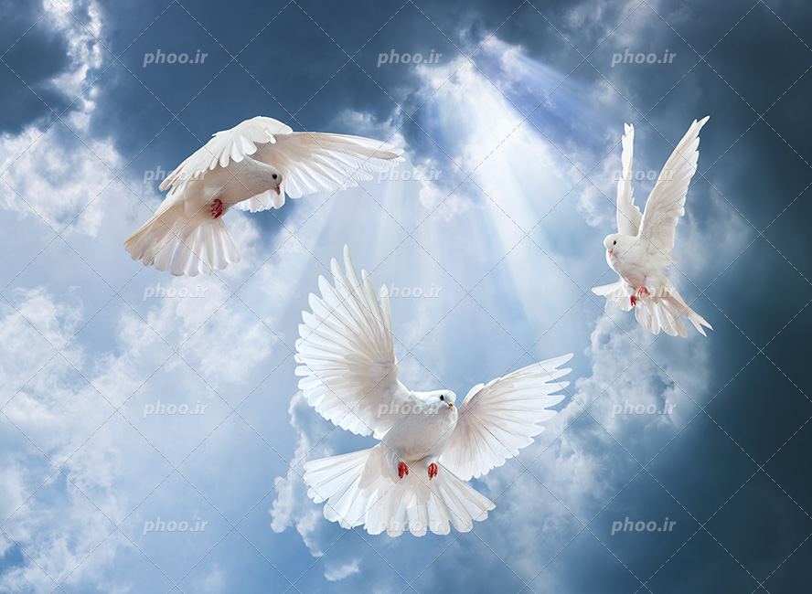 عکس با کیفیت سه کبوتر زیبا سفید در حال پرواز در آسمان آبی و ابری