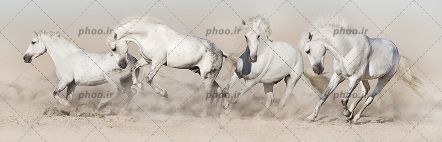 عکس با کیفیت چهار اسب سفید وحشی در حال دویدن در کویر
