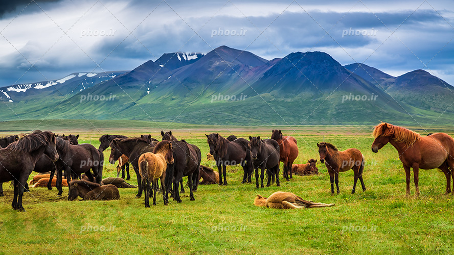 عکس با کیفیت اسب های وحشی در حال استراحت در دشت سرسبز و زیبا و کوه های مرتفع در دشت و آسمان ابری