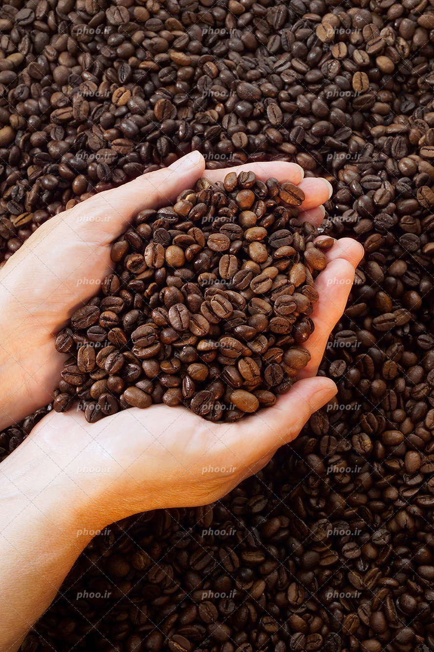 عکس با کیفیت دانه های تازه و خوش رنگ قهوه در دست زن