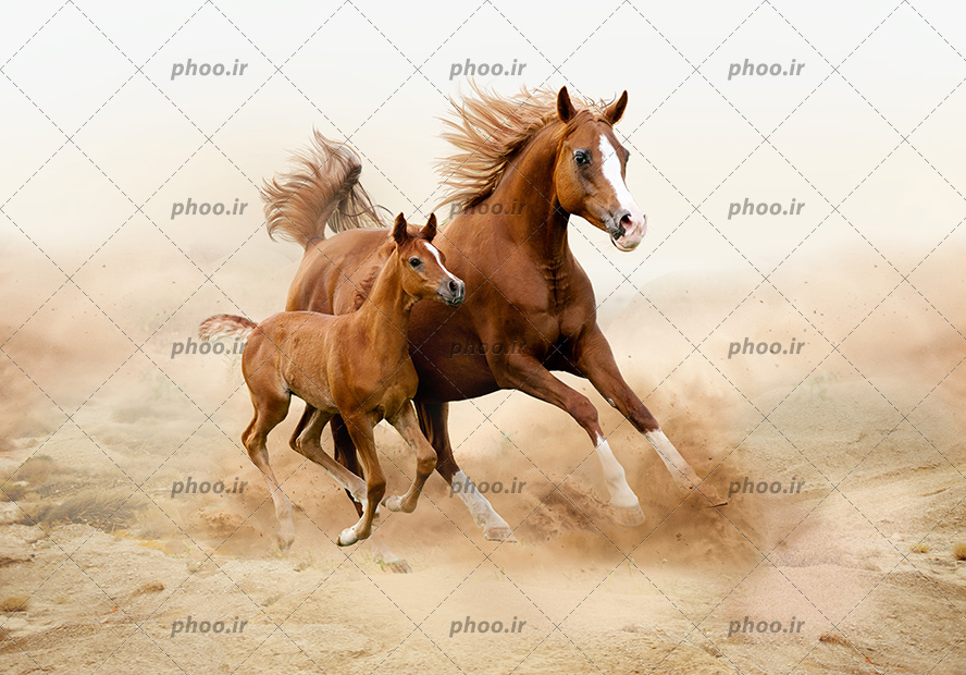 عکس با کیفیت کره اسب در کنار مادرش در حال دویدن در کویر