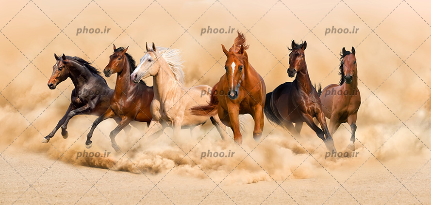 عکس با کیفیت اسب های وحشی به رنگ قهوه ای و کرمی در حال دویدن در کویر
