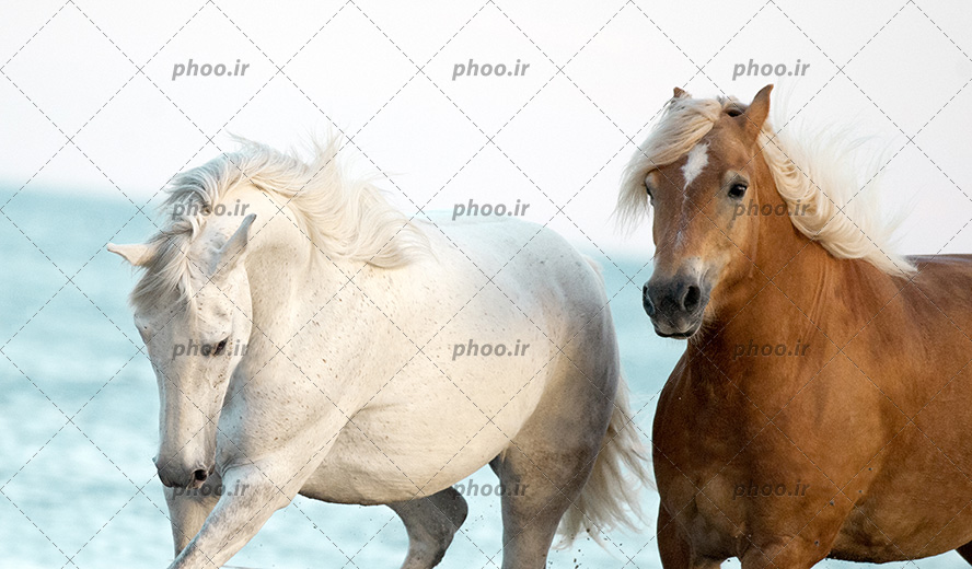 عکس با کیفیت دو اسب به رنگ سفید و قهوه در کنار یکدیگر در حال دویدن بر روی ماسه های دریا
