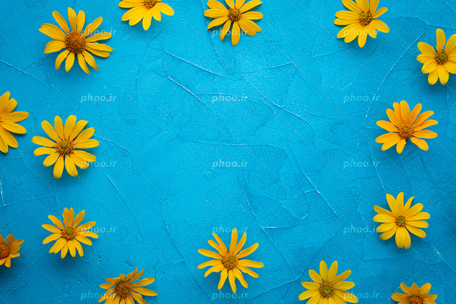 عکس با کیفیت گل های زرد زیبا چیده شده در پس زمینه آبی