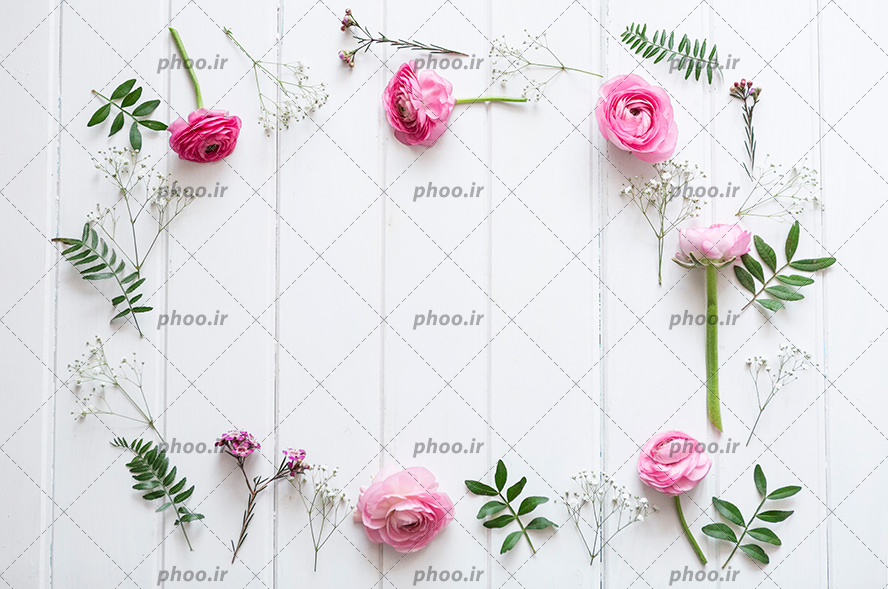عکس با کیفیت گل های رز صورتی به همراه برگ چیده شده در کنار یکدیگر به صورت قاب