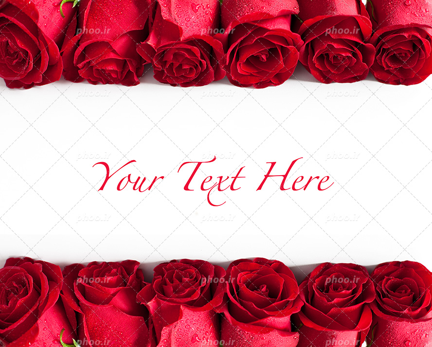 عکس با کیفیت گل های رز قرمز زیبا چیده شده به صورت موازی
