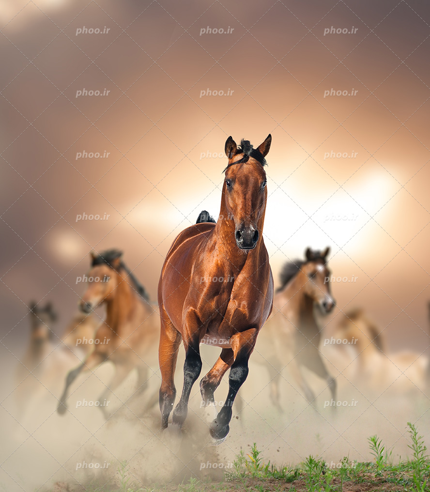 عکس با کیفیت اسب های قهوه ای با یال های مشکی در حال دویدن در دشت و آسمان زیبا