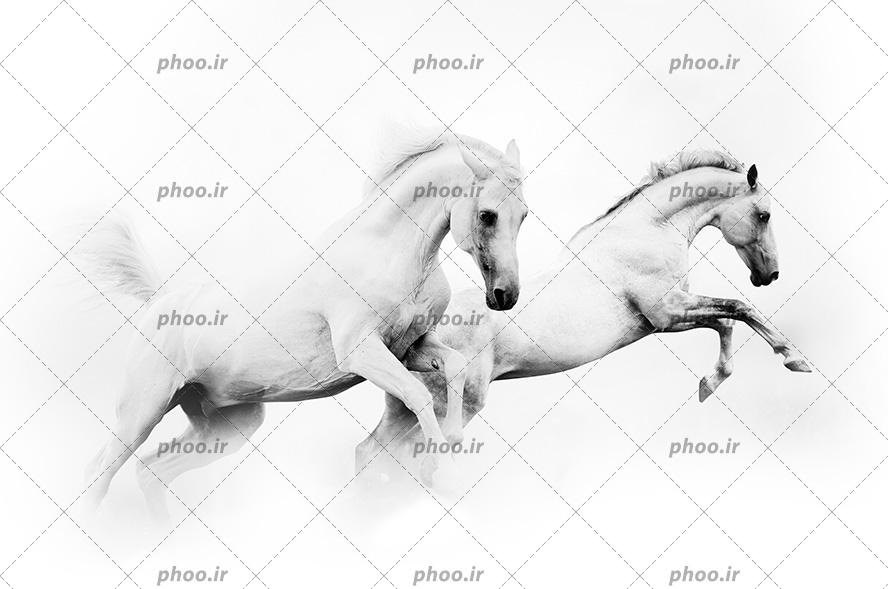 عکس با کیفیت دو اسب سفید زیبا و بالغ در حال دویدن در کنار هم در بک گراند سفید