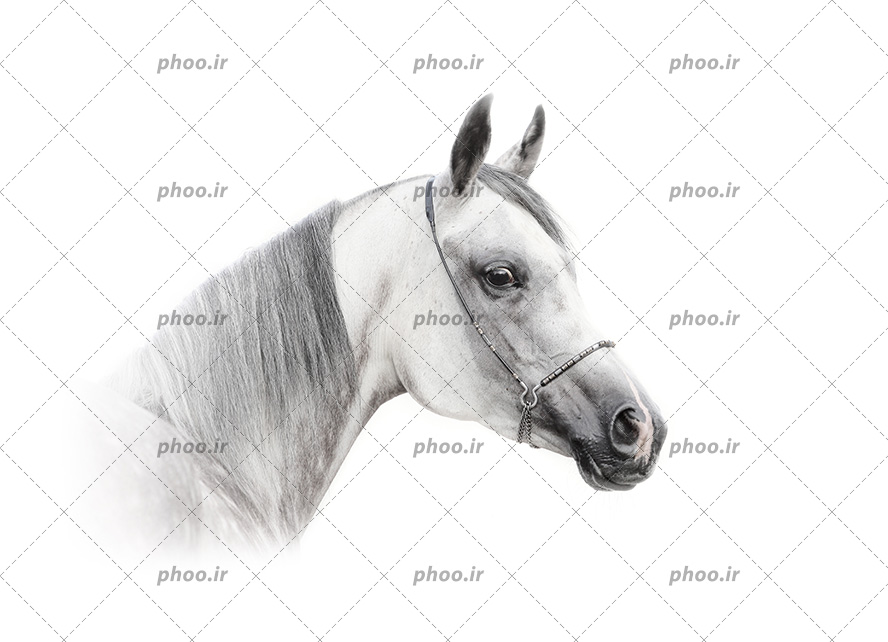 عکس با کیفیت اسب سفید زیبا با یال های خاکستری سفید از زاویه نیم رخ