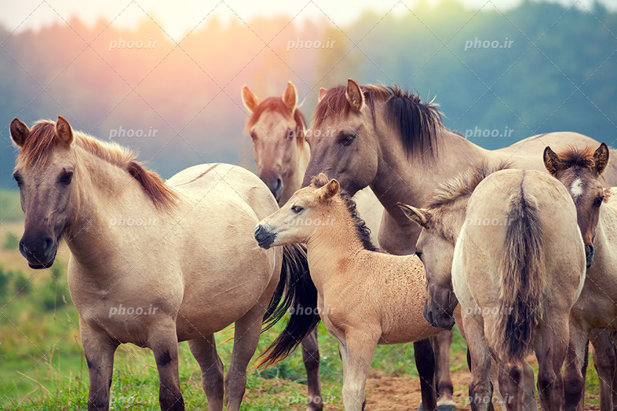 عکس با کیفیت اسب های بالغ به رنگ کرمی در کنار کره اسب های زیبا در دشت سر سبز و آفتابی