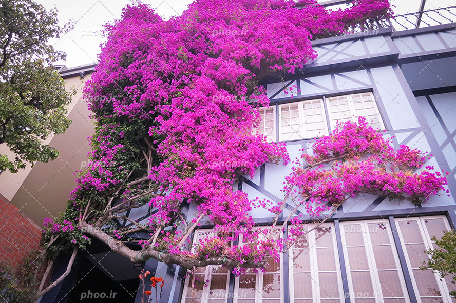 عکس با کیفیت رویش گیاه رونده بسیار زیبا به رنگ بنفش در کنار ساختمان مرتفع و رویش شاخه ها در اطراف و نمای ساختمان و پر شدن نمای ساختمان از گل های بنفش