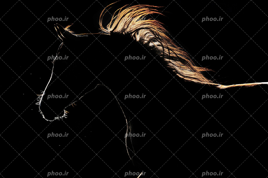 عکس با کیفیت نور در ناحیه پشت اسب و ایجاد هاله ای از نور و یال های اسب