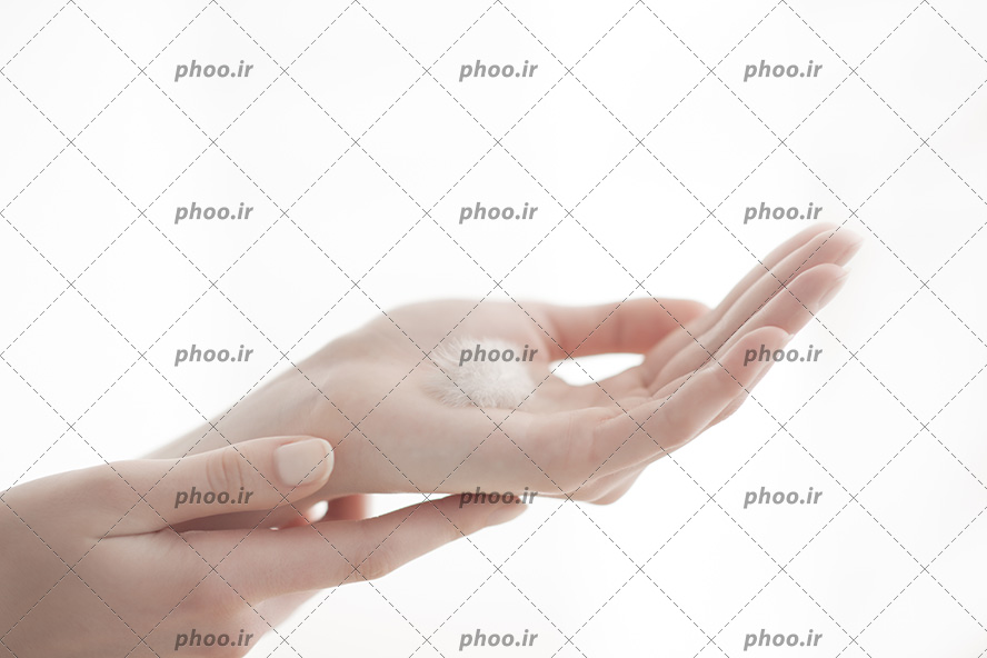 عکس با کیفیت قاصدک در دستان زن در بک گراند سفید