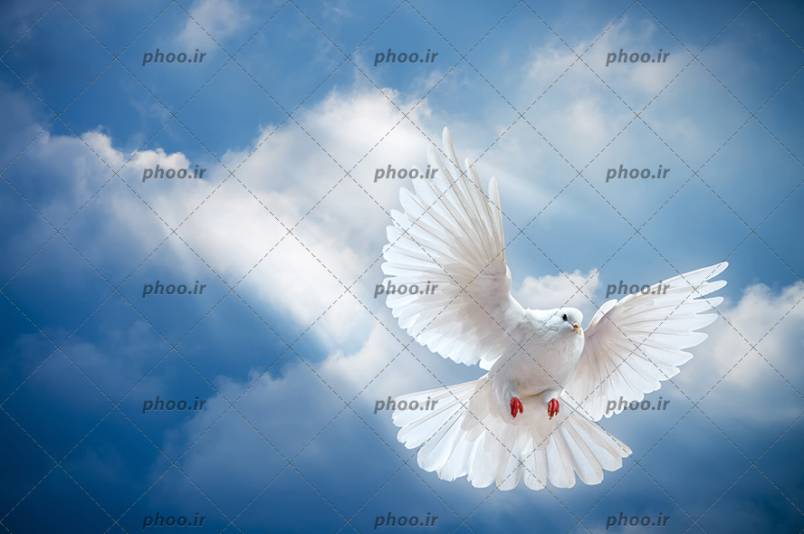عکس با کیفیت کفتر زیبا با پر های سفید در حال پرواز در آسمان آبی