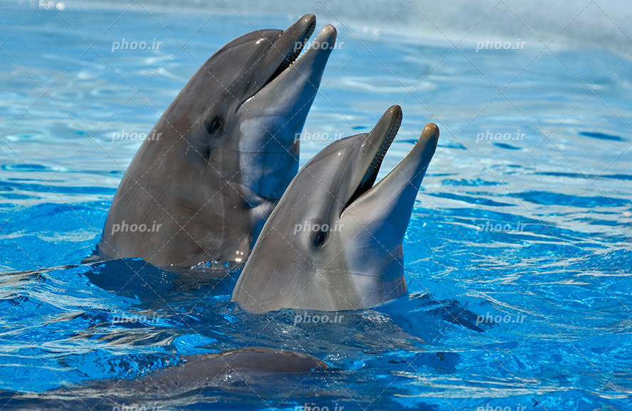 عکس با کیفیت دو دلفین بازی گوش و زیبا بیرون آمده از آب و در حال نگاه کردن به اطراف