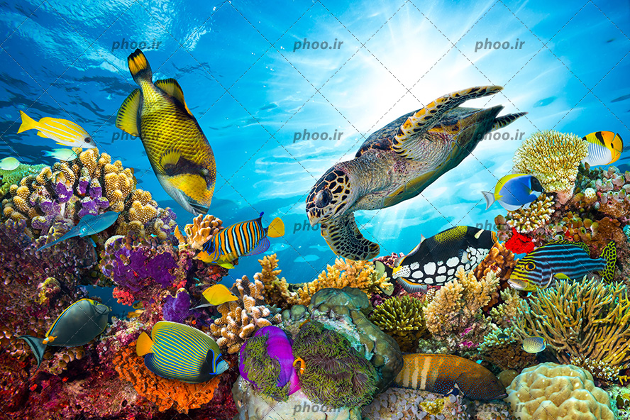 عکس با کیفیت انواع ماهی زیبا و لاک پشت بالغ در حال شنا و مرجان های دریایی در اعماق دریا