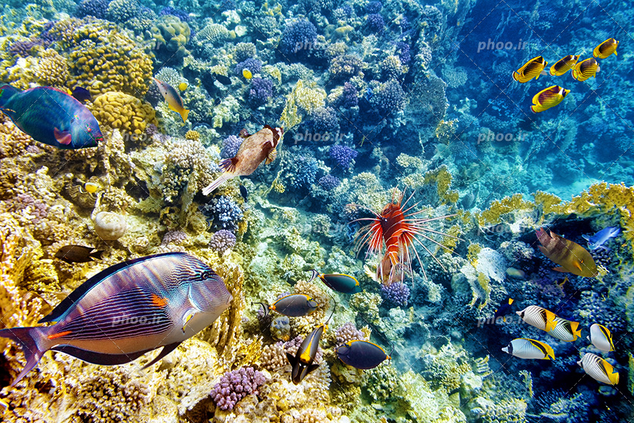 عکس با کیفیت ماهی های خوش رنگ در حال شنا در اعماق اقیانوس و گیاهان و مرجان دریایی در کف اقیانوس