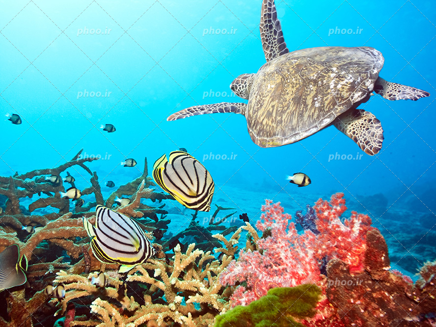 عکس با کیفیت گیاهان و مرجان دریایی در کف اقیانوس و لاک پشت بالغ و ماهی های زیبا و خوش رنگ در حال شنا در اعماق دریا