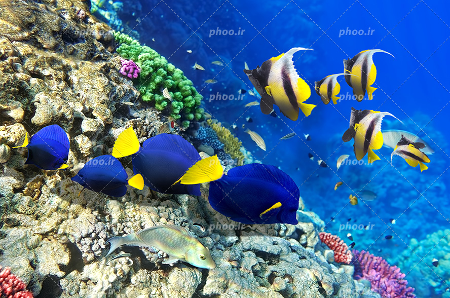 عکس با کیفیت ماهی های زیبا به رنگ آبی و زرد و ماهی زرد و مشکی راه راه و گیاهان دریایی در اعماق دریا