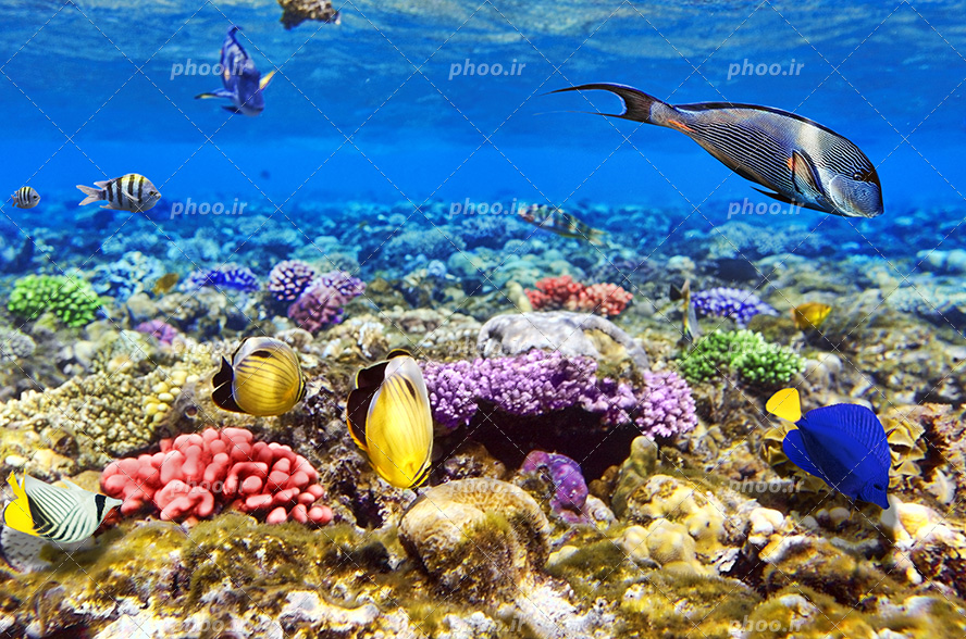 عکس با کیفیت ماهی های زیبا با رنگ های زیبا در حال شنا در اعماق دریا و گیاهان رنگارنگ در کف دریا