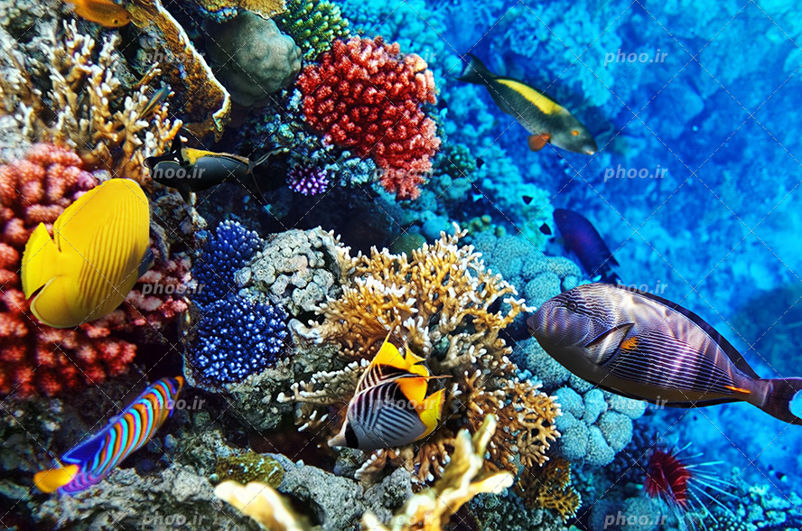 عکس با کیفیت ماهی های زیبا و خوش رنگ در حال تغذیه از گیاهان دریایی در اعماق اقیانوس