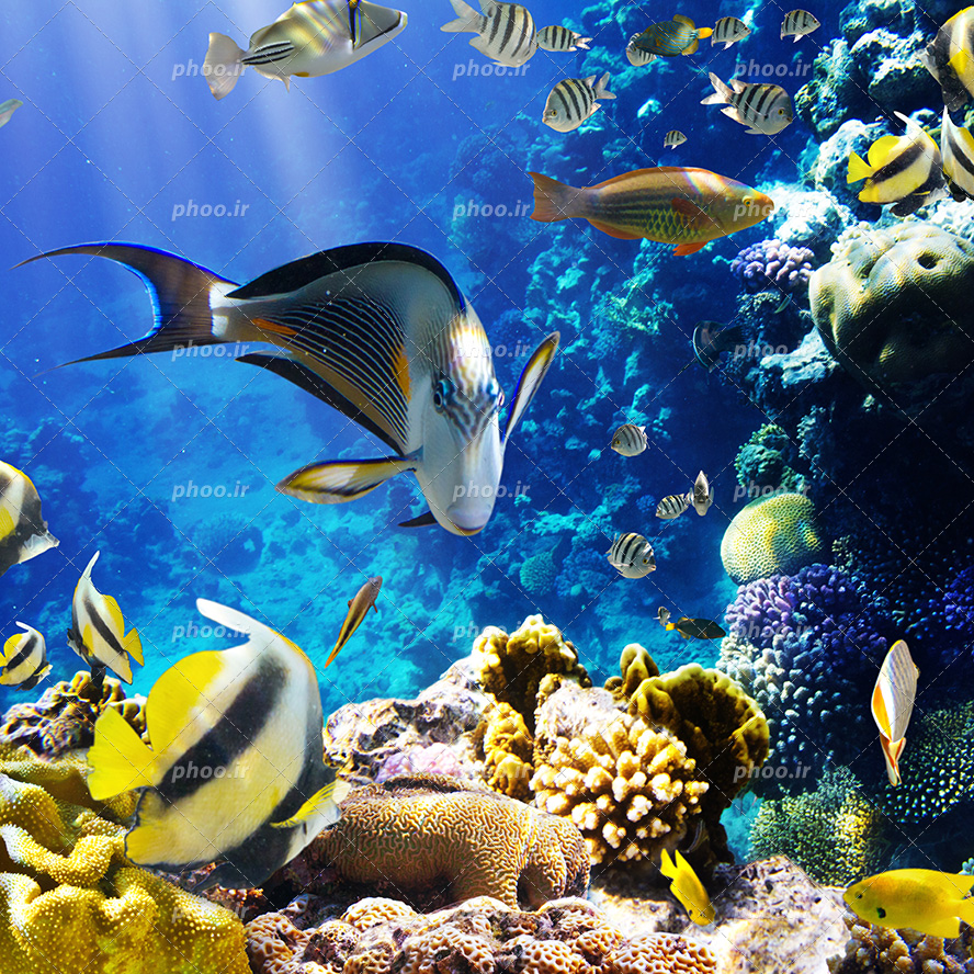عکس با کیفیت ماهی های زیبای زرد و مشکی راه راه و دیگر ماهی ها در اعماق دریا در حال شنا و تغذیه کردن از گیاهان دریایی
