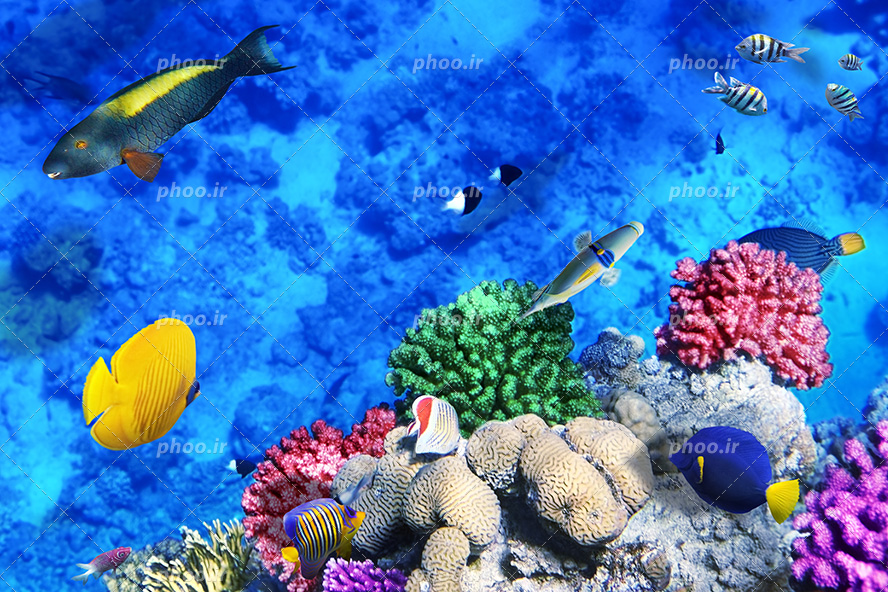 عکس با کیفیت ماهی های زیبا و خوش رنگ در اعماق اقیانوس و گیاهان دریایی و مرجان ها در کف اقیانوس