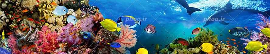 عکس با کیفیت دلفین و ماهی های رنگارنگ زیبا در حال شنا در کنار مرجان ها و گیاهان دریایی