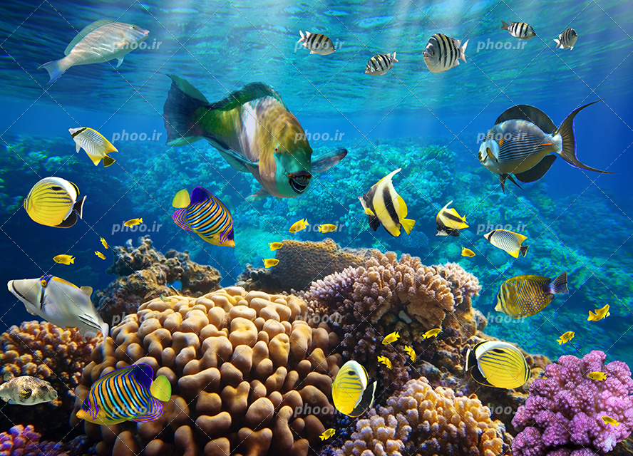 عکس با کیفیت ماهی های خوش رنگ و زیبا در حال شنا در اعماق دریا و مرجان ها و گیاهان دریایی در کف دریا