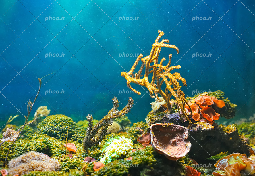 عکس با کیفیت گیاهان دریایی در اعماق اقیانوس