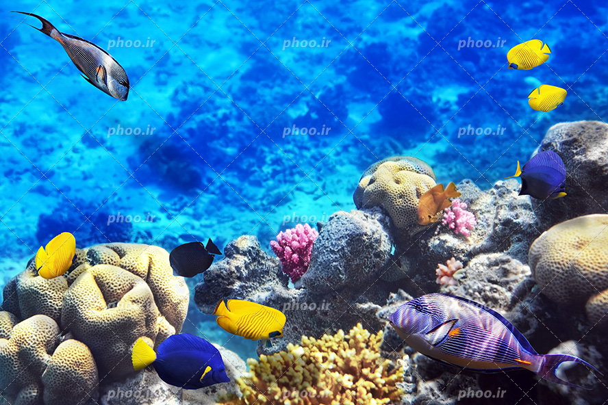 عکس با کیفیت ماهی بنفش و زرد و آبی و مشکی در حال شنا در اعماق دریا