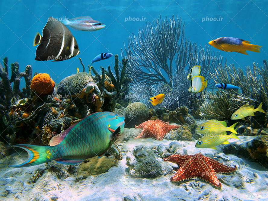 عکس با کیفیت ماهی های رنگارنگ در حال شنا کردن در اعماق دریا و ستاره دریایی و گیاهان دارویی در کف آب