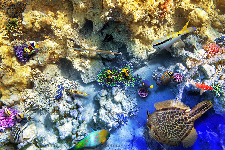 عکس با کیفیت ماهی های زیبا و خوش رنگ در کنار صخره های مرجانی