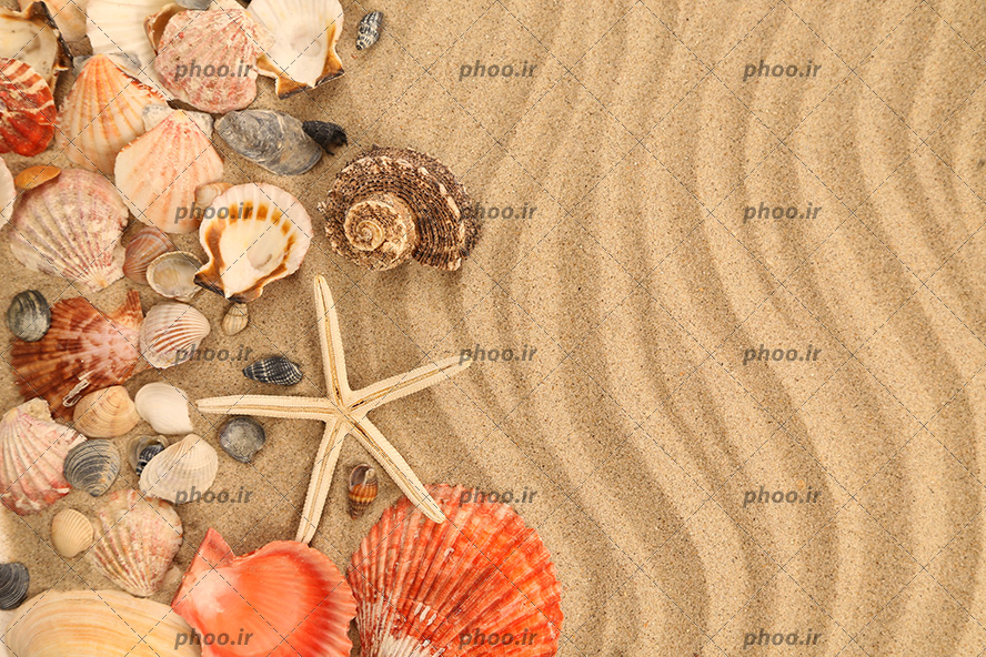 عکس با کیفیت صدف ها و حلزون و ستاره دریایی بر روی شن های ساحل