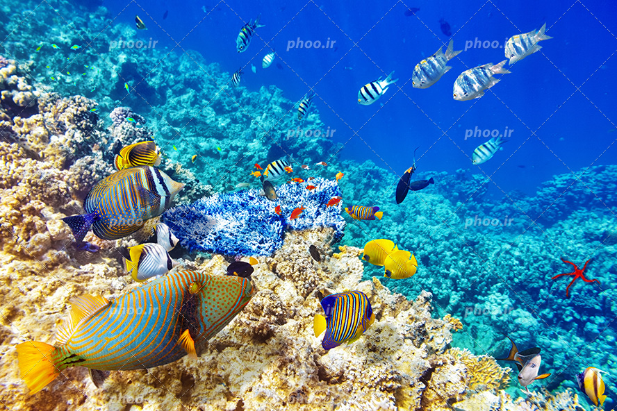 عکس با کیفیت ماهی های زینتی در اعماق دریا و صخره های مرجانی
