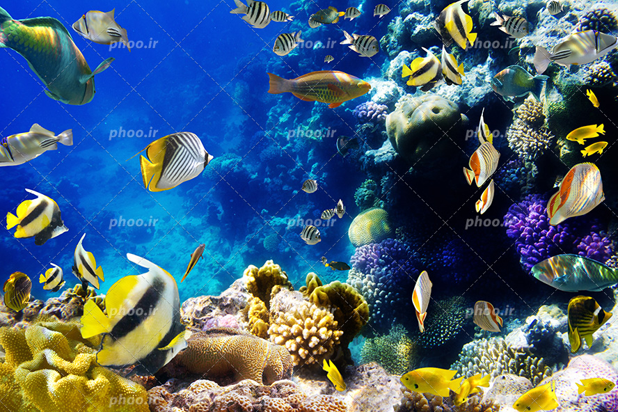 عکس با کیفیت ماهی های زرد و رنگارنگ در اعماق دریا در حال شنا در کنار صخره های مرجانی