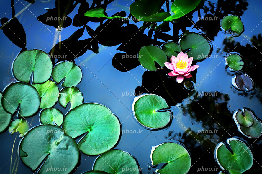 عکس با کیفیت گل نیلوفر آبی در برکه کوچک و در اطرافش برگ های سبز بر روی آب