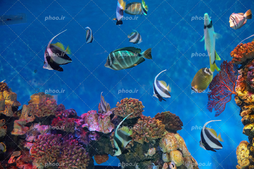 عکس با کیفیت ماهی های راه راه سفید و مشکی در حال شنا در اعماق اقیانوس و گیاهان دریایی در کف آب