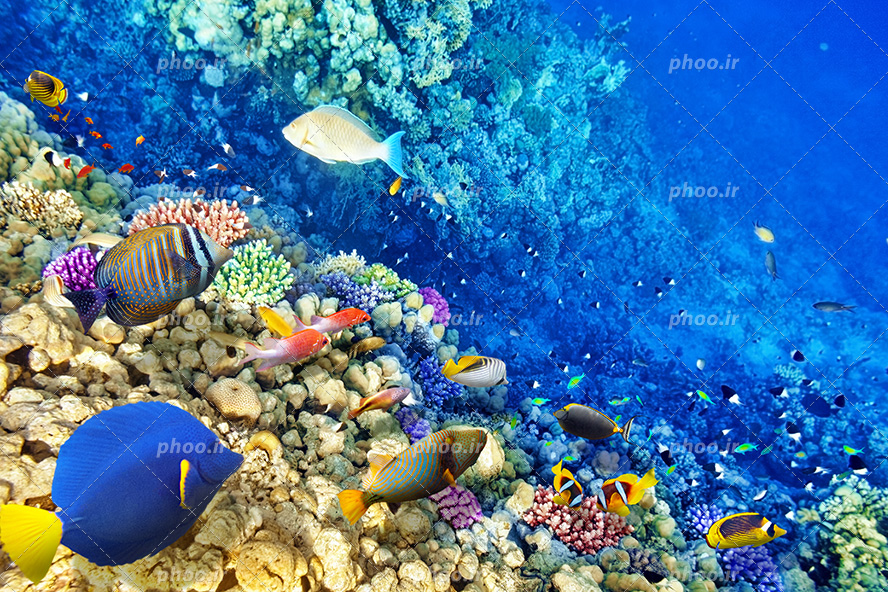عکس با کیفیت ماهی های خوش رنگ و زیبا در حال شنا کردن در کف اقیانوس