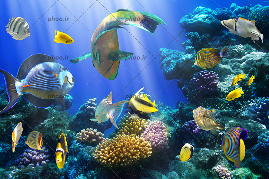 عکس با کیفیت ماهی های خوش رنگ و زیبا با نژاد های مختلف در اعماق دریا در حال شنا و ورود پرتوهای نور در آب