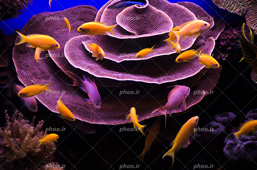 عکس با کیفیت گیاهی به شکل گل رز بنفش در اعماق دریا و ماهی های زرد و بنفش در حال شنا در اطراف گیاه