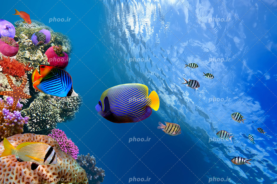 عکس با کیفیت ماهی های راه راه در حال شنا در کنار مرجان های دریایی