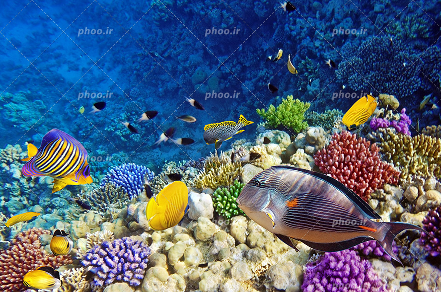 عکس با کیفیت ماهی ها با شکل ها و رنگ های مختلف در حال شنا در کنار گیاهان دریایی