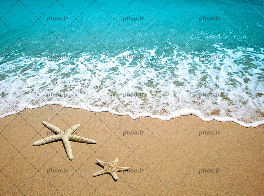 عکس با کیفیت دو ستاره دریایی بر روی ماسه های ساحل دریا